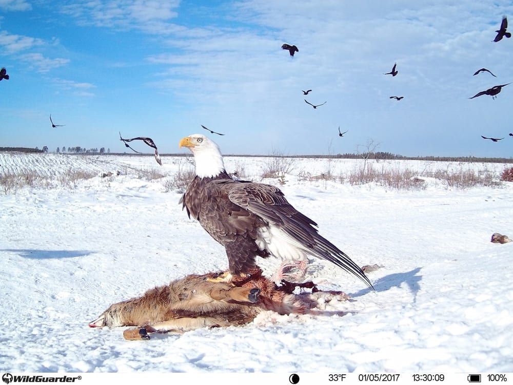 foto val - camera wildguarder