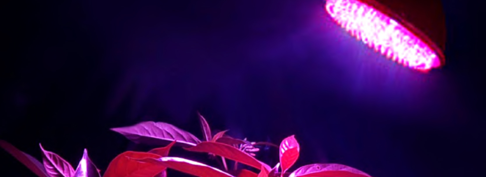 led lamp plant