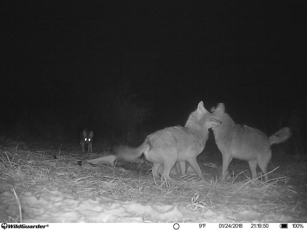 foto val van dieren wildguarder